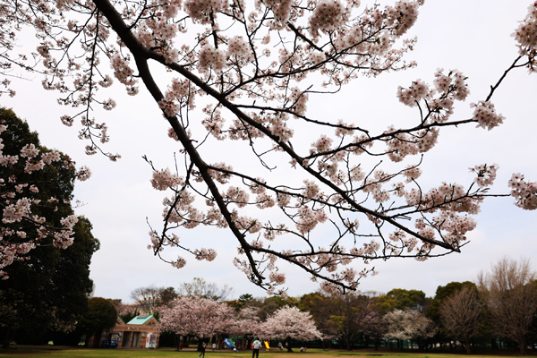 公園の桜.jpg