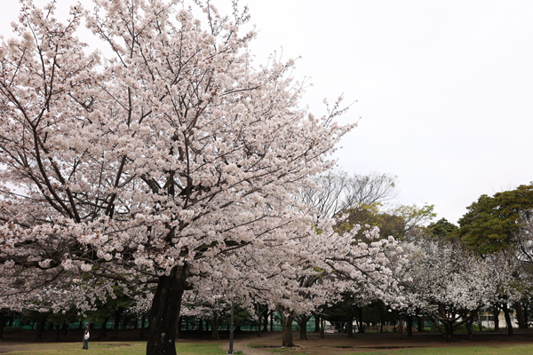 公園の桜2.jpg