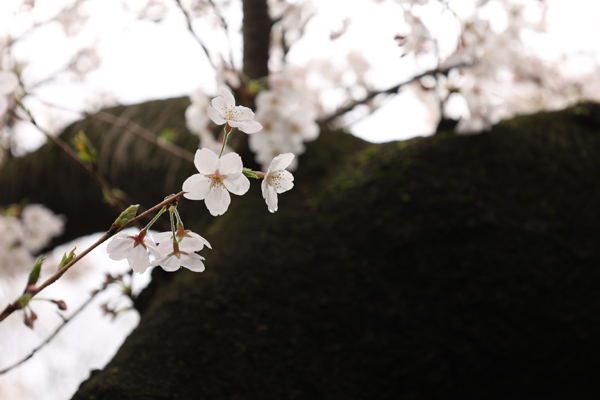 公園の桜3.jpg