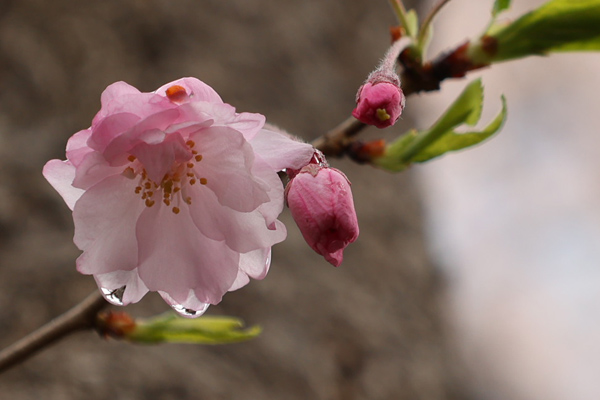 雨後の桜.jpg